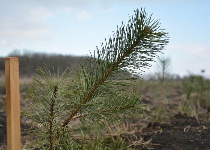 Локосовское лесничество